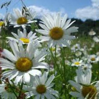 "Цветочная поляна"