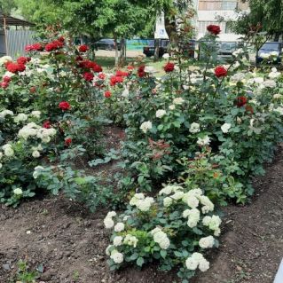 "Розовый сад"