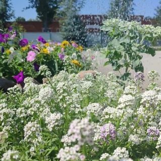 Цветное лето