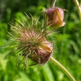 "Гравилат речной"