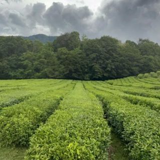 "Чайные плантации"