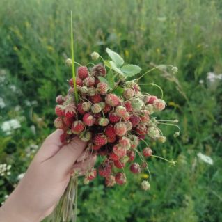 Ягодное настроение