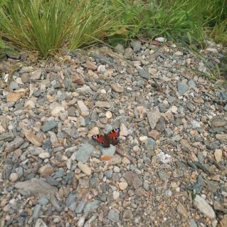 Красивая пора