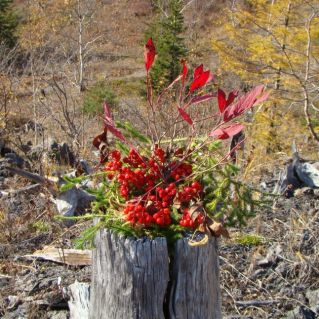 Осенний привет