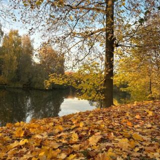 "Осенние парки"