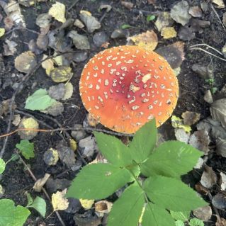 «Осенняя пора»