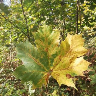 Билет в Осень