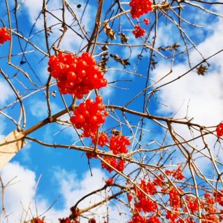 Калина красная