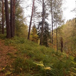 В осеннем лесу