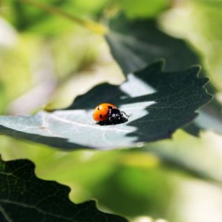 МБДОУ ДС № 45 г. Ставрополь