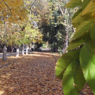 Осень на нашей улице