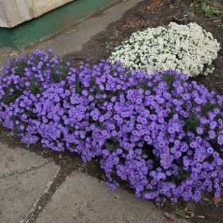 "Голубое и белое кружево"