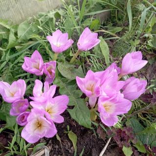 "Цветы осени"