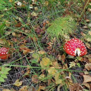 Краса леса-мухомор