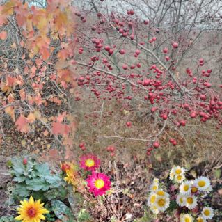 Краски Осени-художницы
