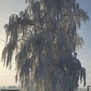 "Белая берёза"