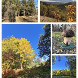 Фотоколлаж "Осень в лесу"