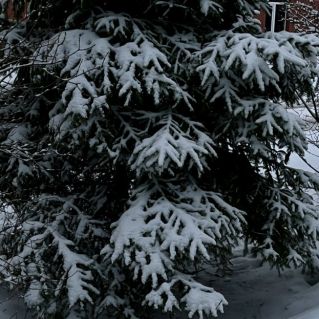 Снежная ель