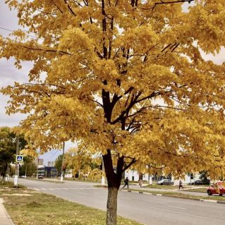 Золото листвы