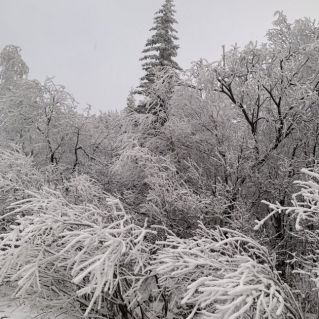 Зимняя красота