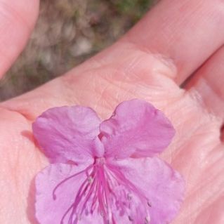 Весенняя нежность