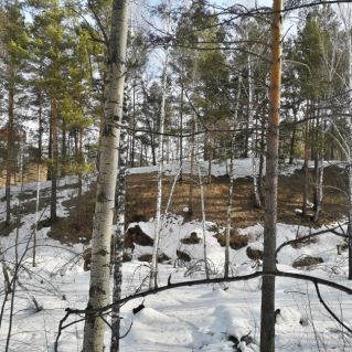 Весна в сибирском лесу