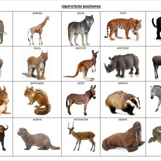 Обитатели зоопарка
