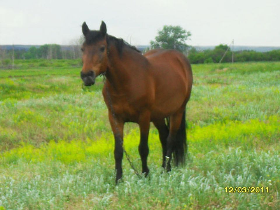 Мое любимое домашнее животное