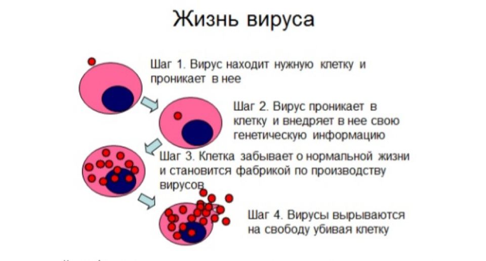 Жизненный цикл ВИЧ