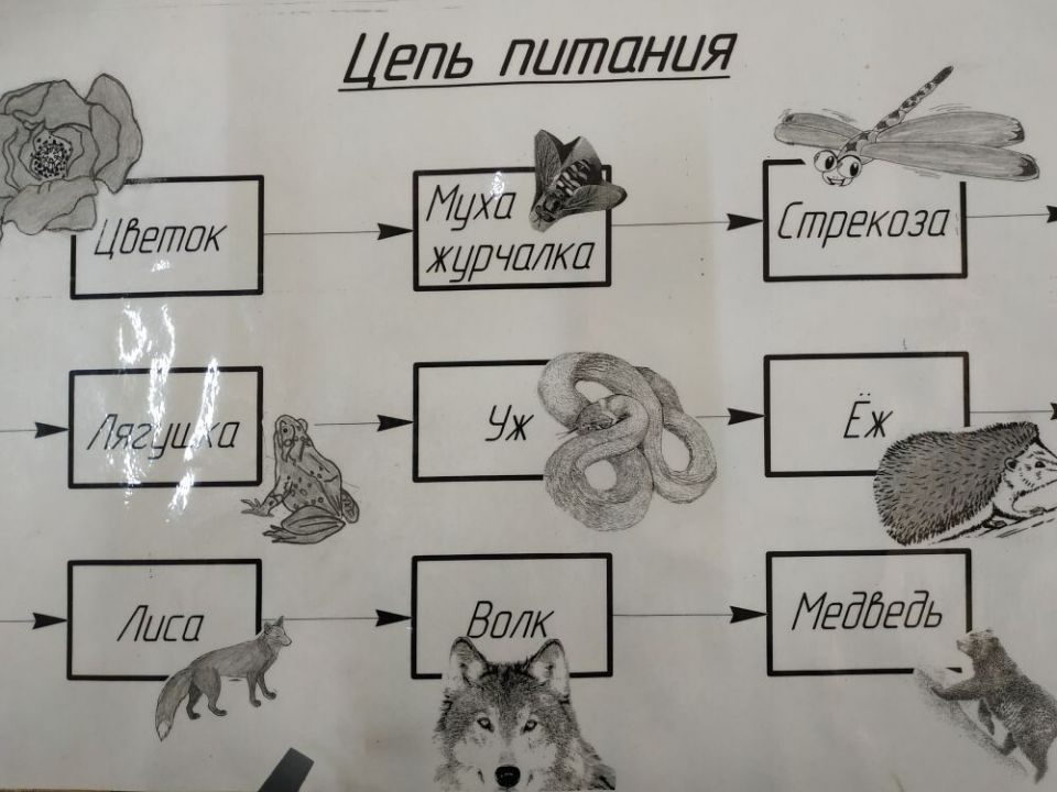 Цепи питания.