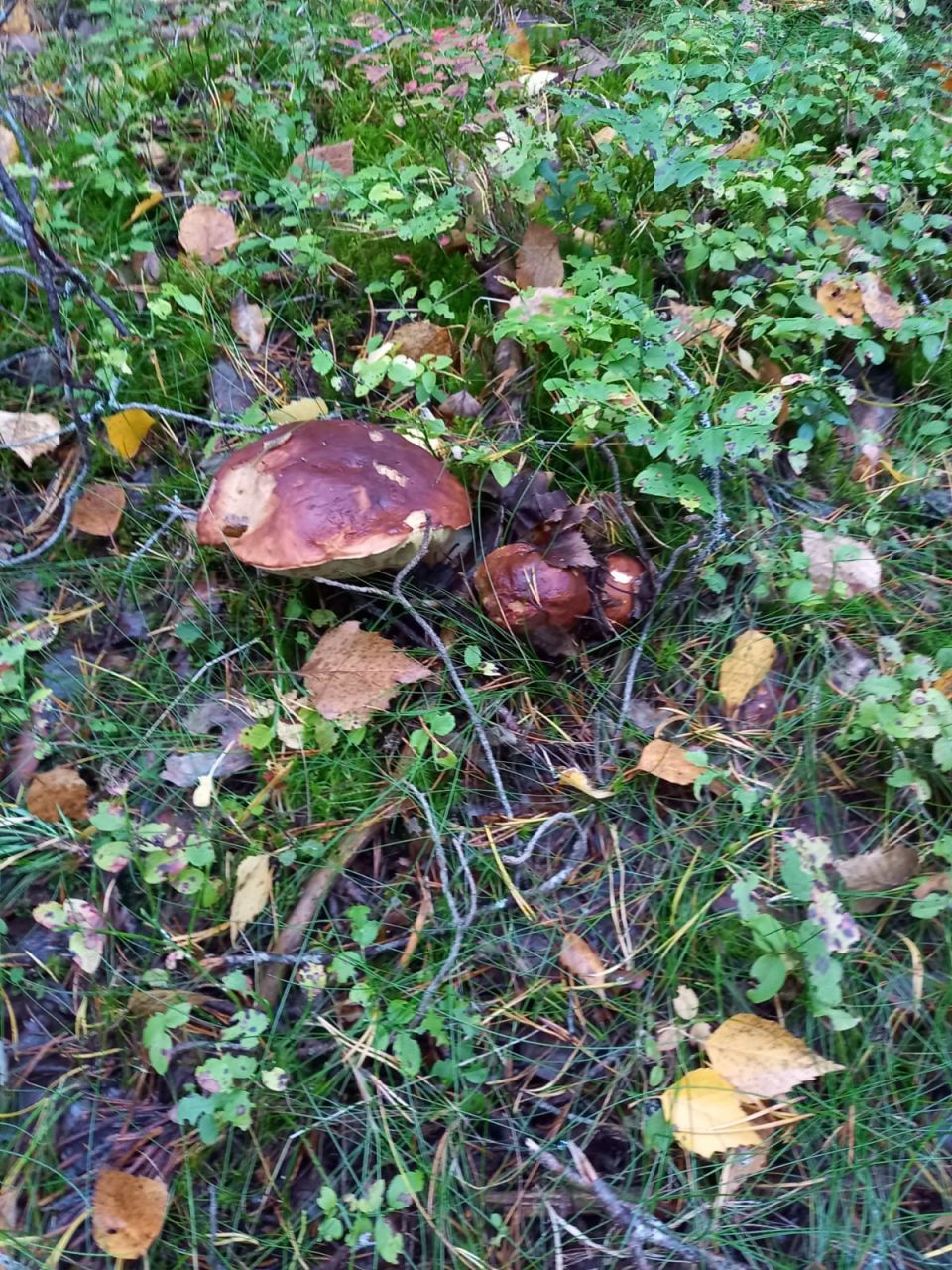 Грибочки в лесу