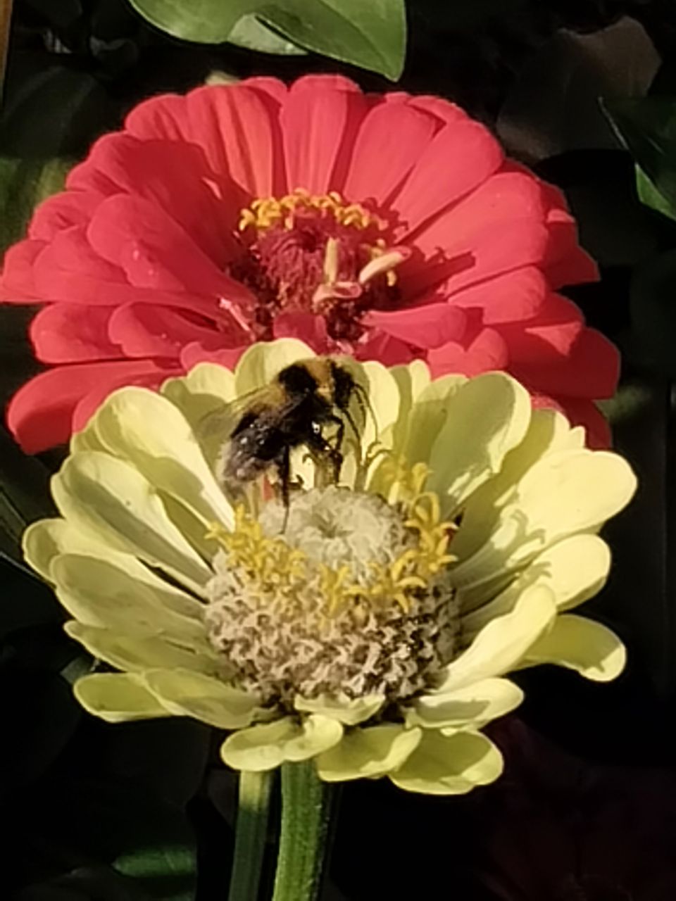 Фоторабота- макросъёмка "За сладким нектаром"