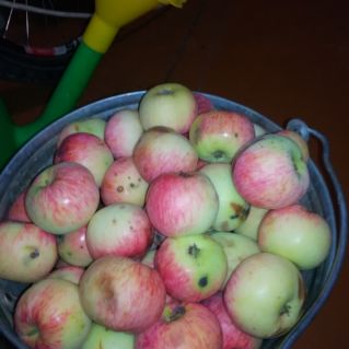 Фото "Грушовка из нашего сада"