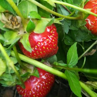 Фото "Сладкие красавицы"