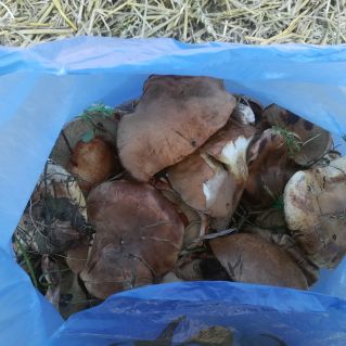 Фото "Грибная охота"