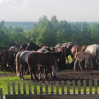 Нежданные гости