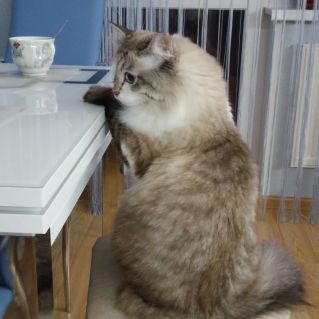 Воспитанный Пушок