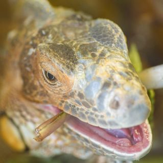 Драго - зеленый товарищ