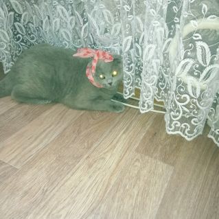 Мой верный дружок