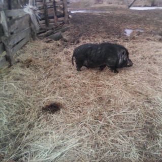 Мой друг Васька