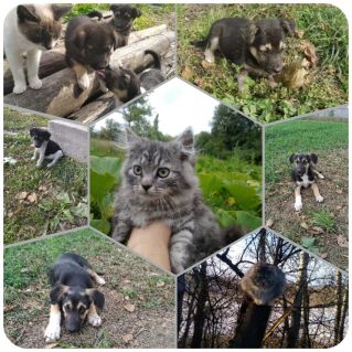 "Мои друзья"