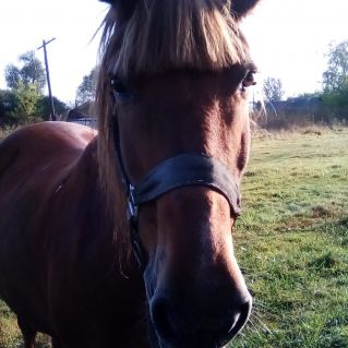 "Друг и помощник"