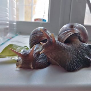 "Мой ласковый и нежный друг"