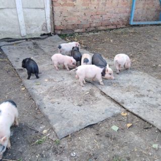 "Дружная семейка"