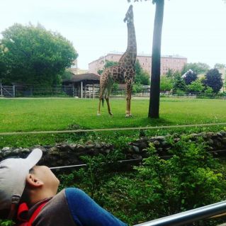 Так вот оно какое-самое высокое животное!!!