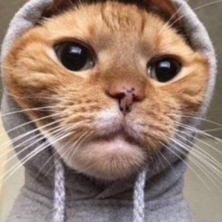 Мой ласковый и нежный друг Кот Рыжий