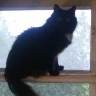 Мой ласковый и нежный друг Муся