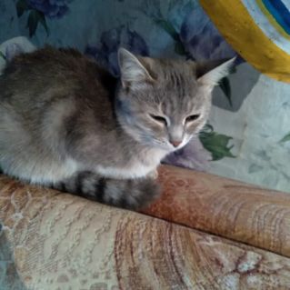 "Моя любимая кошка"