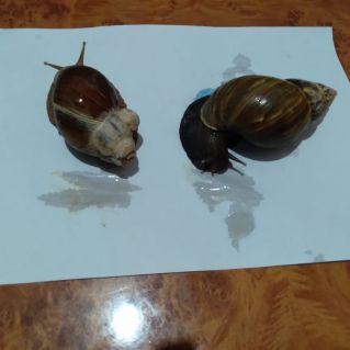 "Мои домашние питомцы"