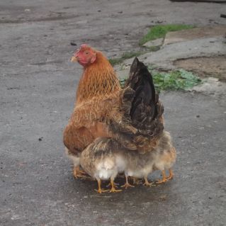 Под мамкиным крылом